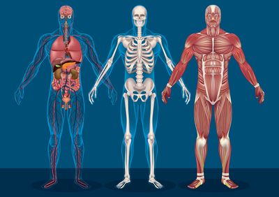 Ruch_human body_complex system