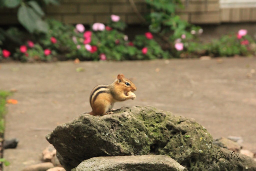Slow Life in Ottawa_21
