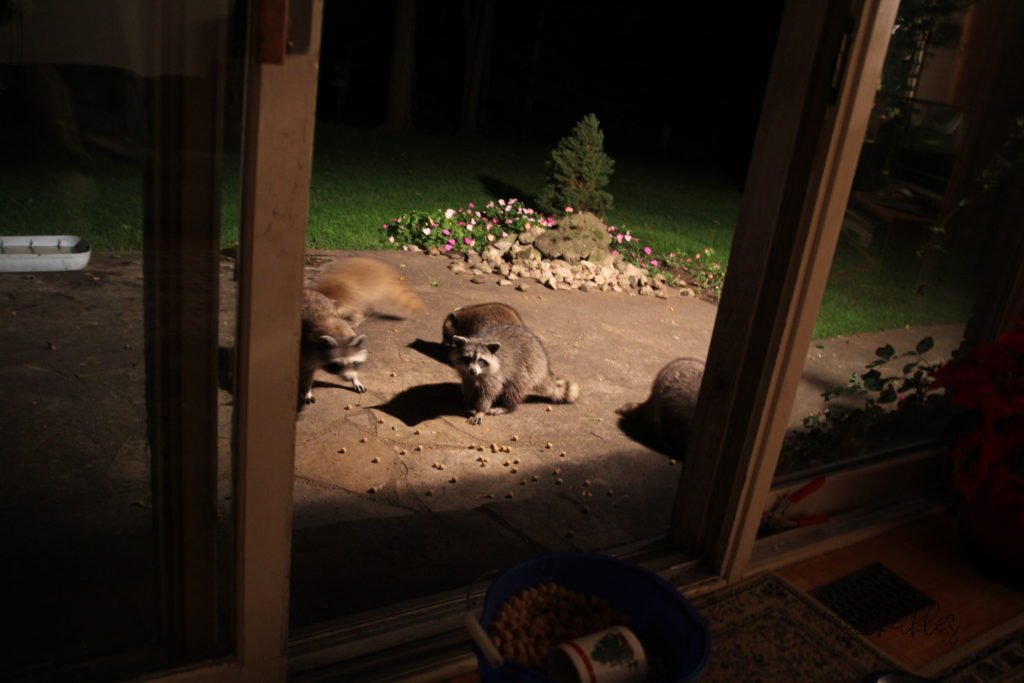 Slow Life in Ottawa_20