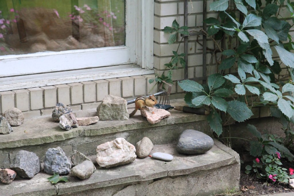 Slow Life in Ottawa_19