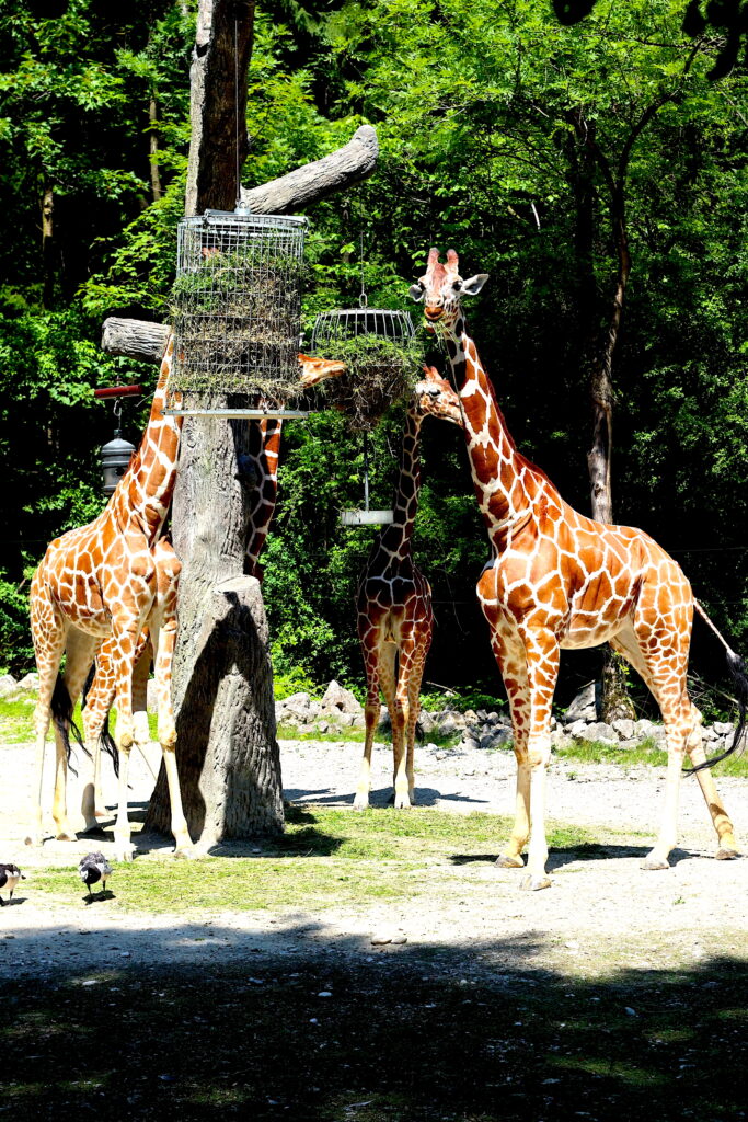 Talkables_podróże autem_33