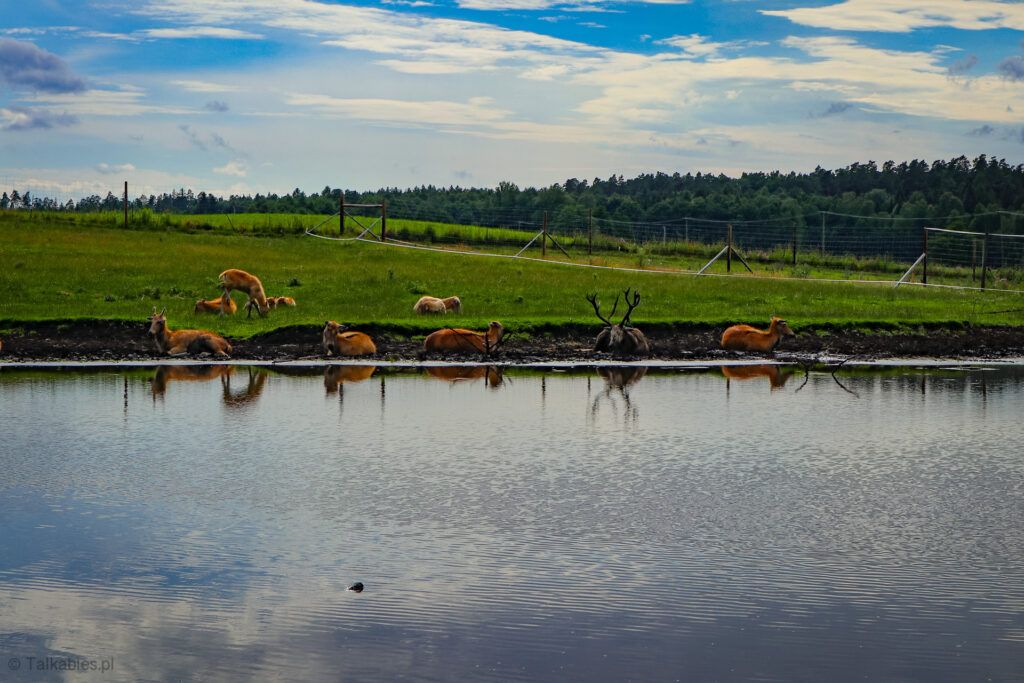 kadzidłowo - talkables-08