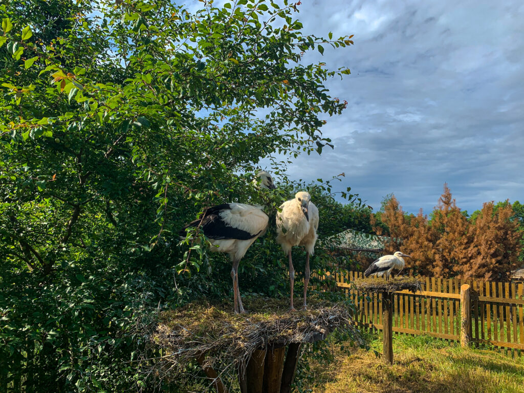 kadzidłowo - talkables-09