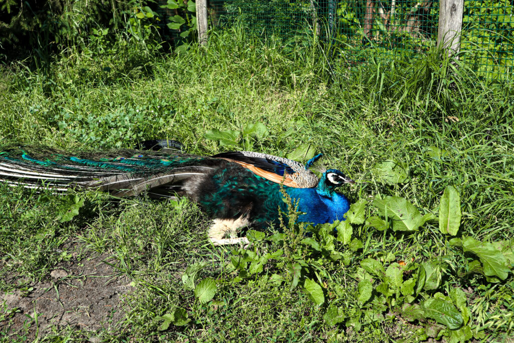 kadzidłowo - talkables-11