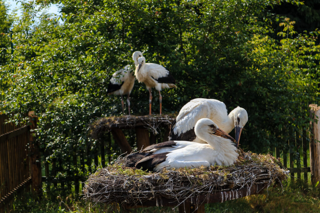 kadzidłowo - talkables-12