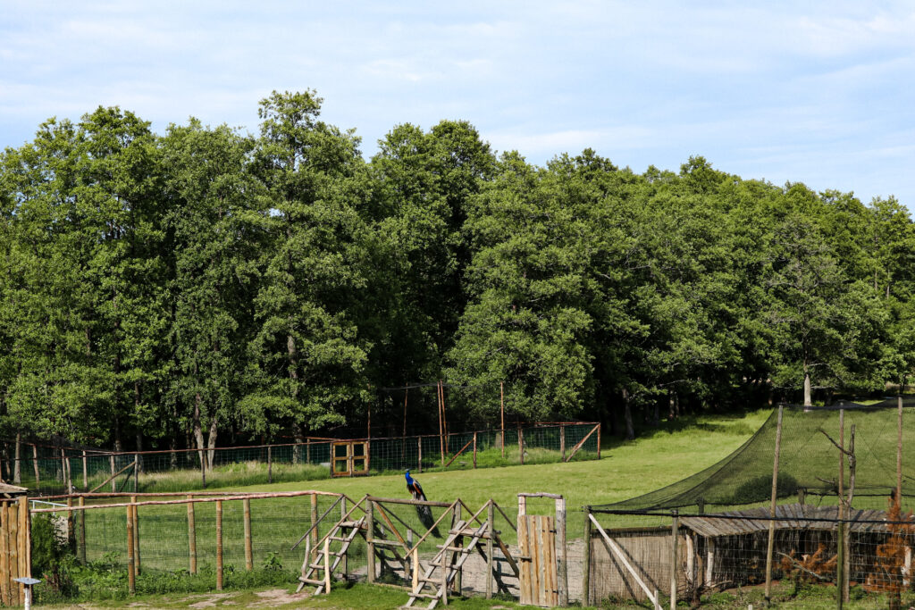 kadzidłowo - talkables-13