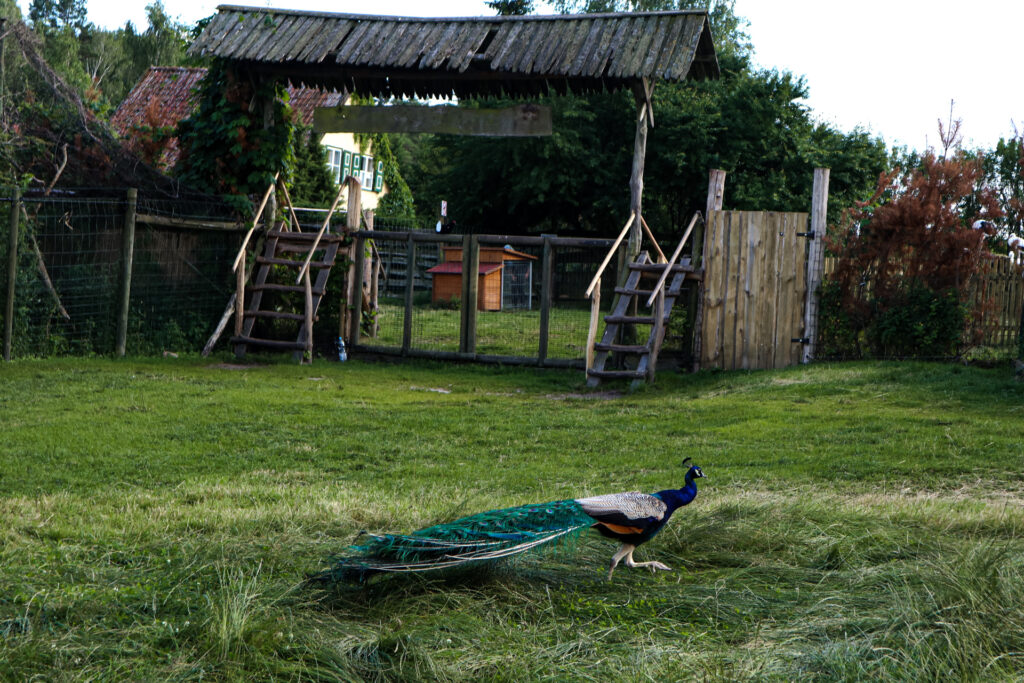 kadzidłowo - talkables-15