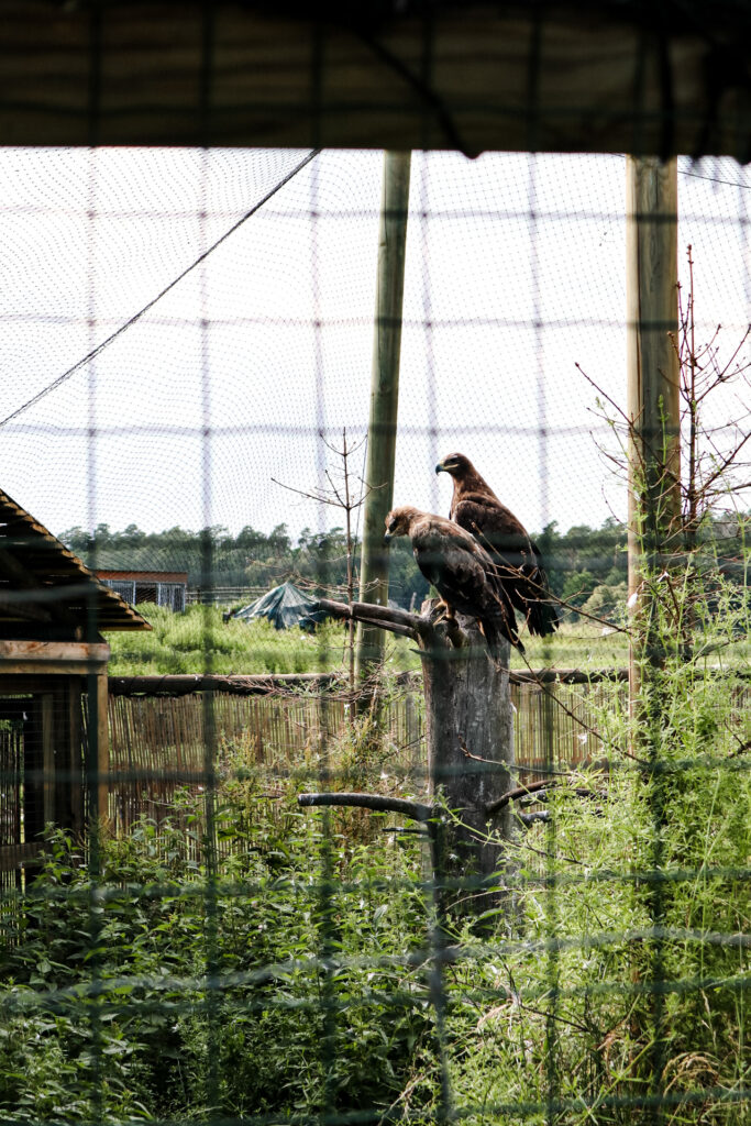 kadzidłowo - talkables-17