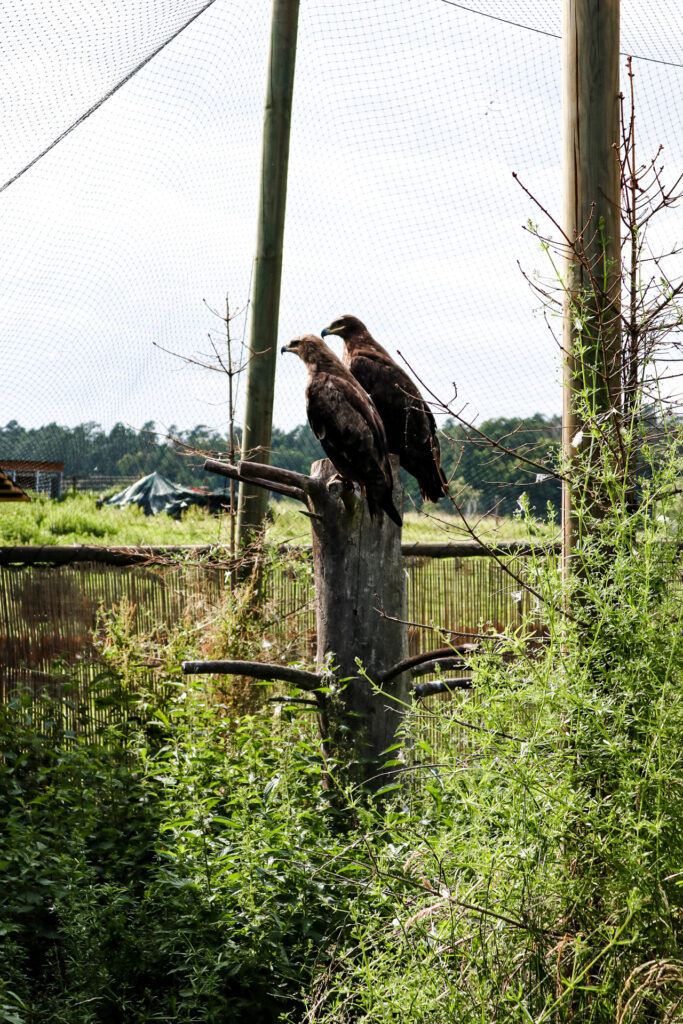 kadzidłowo - talkables-18