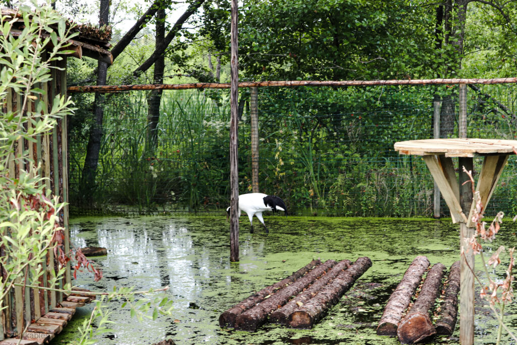 kadzidłowo - talkables-19