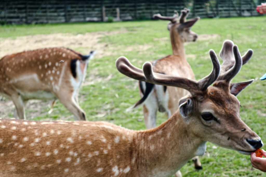 kadzidłowo - talkables-25