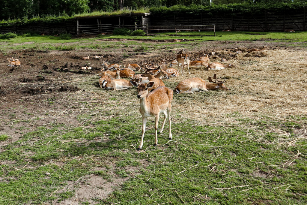 kadzidłowo - talkables-27