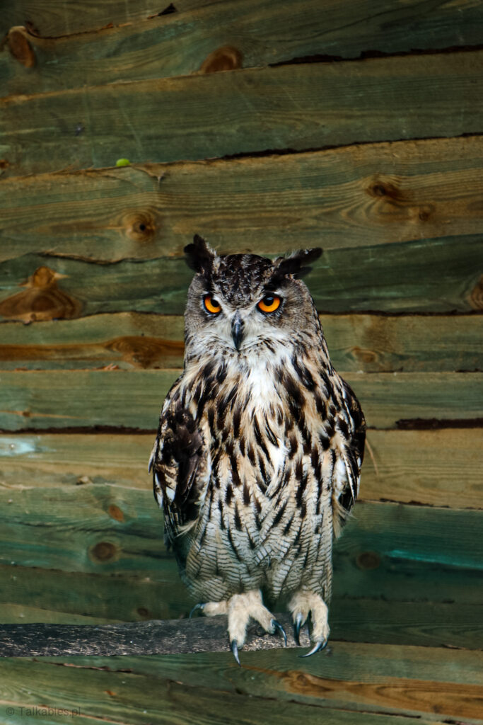 kadzidłowo - talkables-30