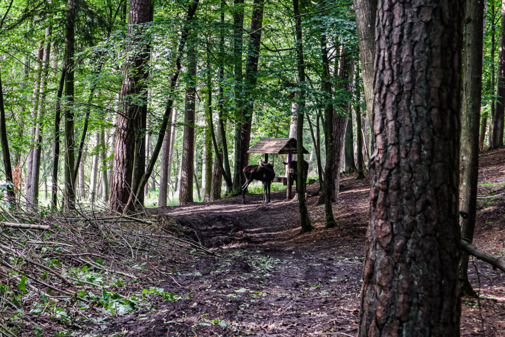 kadzidłowo - talkables-36