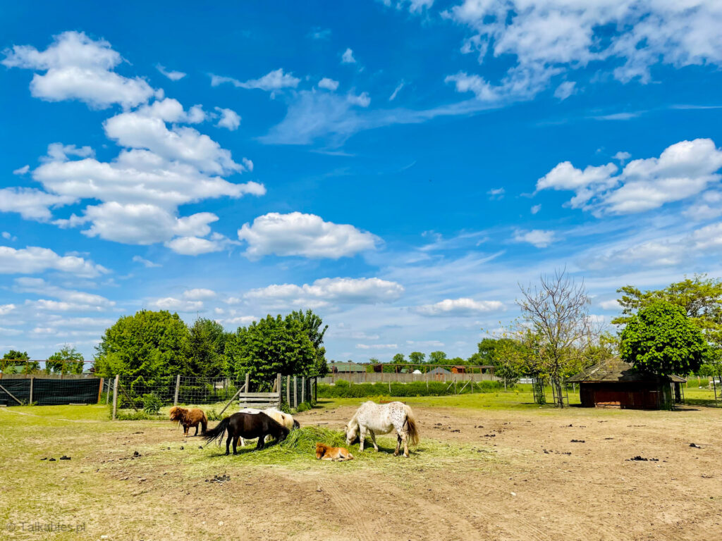 zoo safari w borysewie - talkables-04
