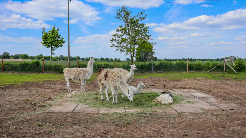 zoo safari w borysewie - talkables-12