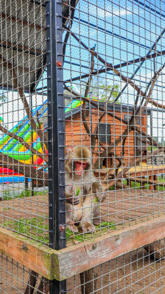 zoo safari w borysewie - talkables-15