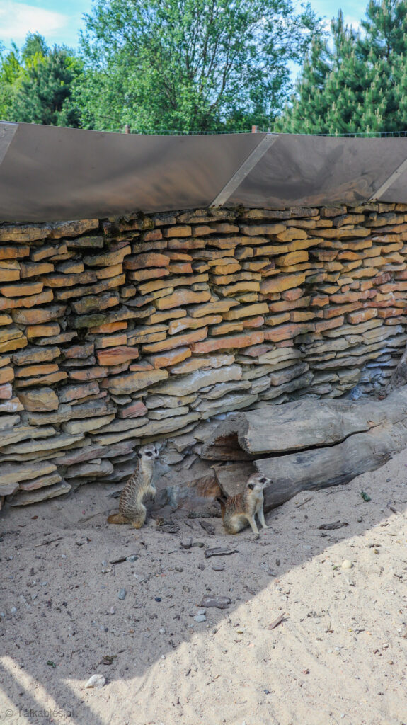 zoo safari w borysewie - talkables-22