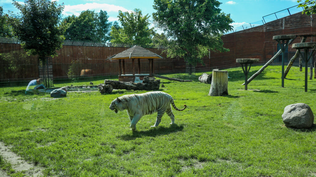 zoo safari w borysewie - talkables-24