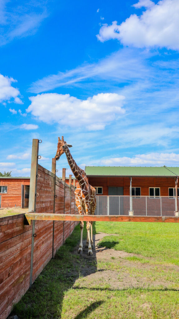 zoo safari w borysewie - talkables-26