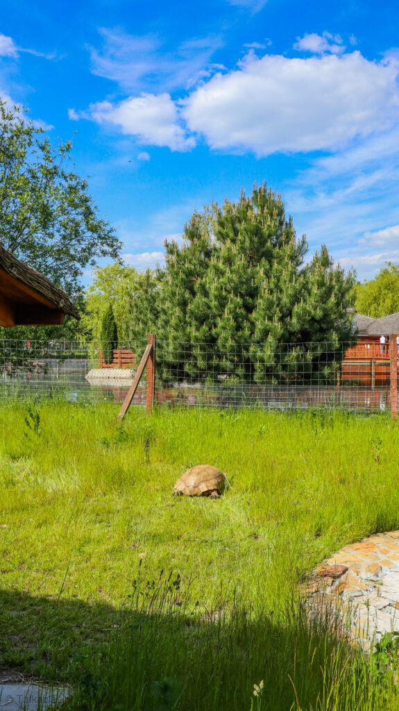 zoo safari w borysewie - talkables-27